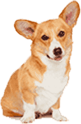 会员服务中心的Web漏洞扫描工具